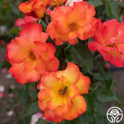 Playboy® -Heirloom Roses PlayBoy 14