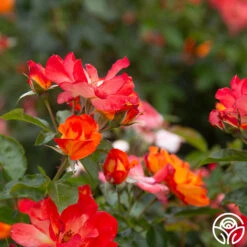 Playboy® -Heirloom Roses PlayBoy 15