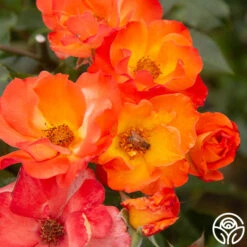 Playboy® -Heirloom Roses PlayBoy 17