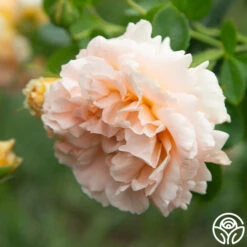 Polka® -Heirloom Roses Polka 11