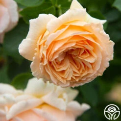 Polka® -Heirloom Roses Polka 15