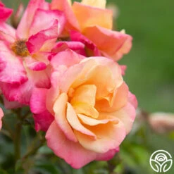 Polynesian Punch™ 19 Polynesian Punch™ -Heirloom Roses Polynesian Punch 111