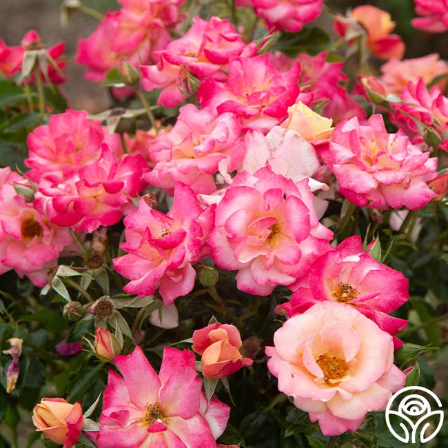 Polynesian Punch™ 4 Polynesian Punch™ - Image 2