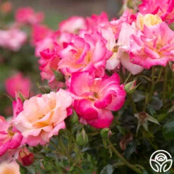 Polynesian Punch™ 21 Polynesian Punch™ -Heirloom Roses Polynesian Punch 113