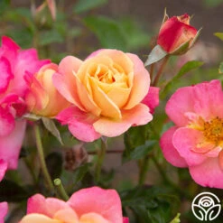 Polynesian Punch™ 18 Polynesian Punch™ -Heirloom Roses Polynesian Punch 114