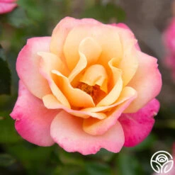 Polynesian Punch™ 24 Polynesian Punch™ -Heirloom Roses Polynesian Punch 116