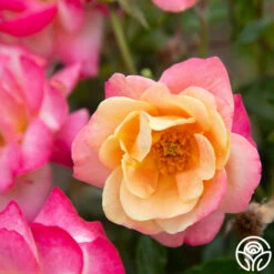 Polynesian Punch™ 23 Polynesian Punch™ -Heirloom Roses Polynesian Punch 117