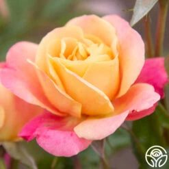 Polynesian Punch™ 27 Polynesian Punch™ -Heirloom Roses Polynesian Punch 200