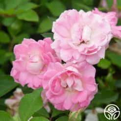 Porcelain Rose -Heirloom Roses Porcelain Rose 13