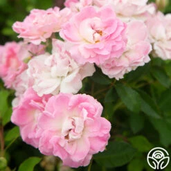 Porcelain Rose -Heirloom Roses Porcelain Rose 14