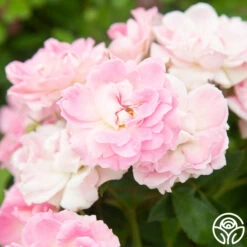 Porcelain Rose -Heirloom Roses Porcelain Rose 2