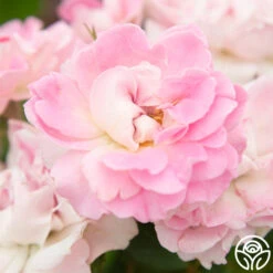 Porcelain Rose -Heirloom Roses Porcelain Rose 3