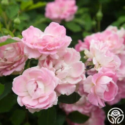 Porcelain Rose -Heirloom Roses Porcelain Rose 9