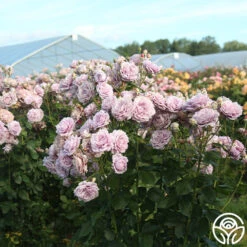 Poseidon™ -Heirloom Roses Poseidon 11