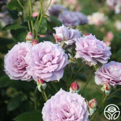 Poseidon™ -Heirloom Roses Poseidon 12