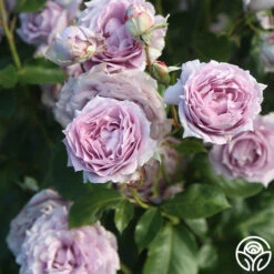 Poseidon™ -Heirloom Roses Poseidon 13
