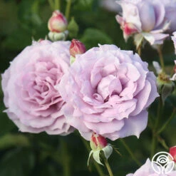 Poseidon™ -Heirloom Roses Poseidon 14