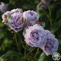 Poseidon™ -Heirloom Roses Poseidon 15