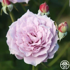Poseidon™ -Heirloom Roses Poseidon 18