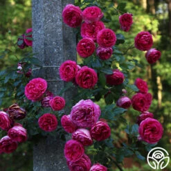 Pretty In Pink Eden Climber® -Heirloom Roses Pretty In Pink Eden Climber 1