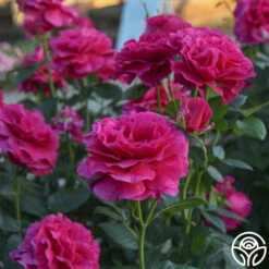 Pretty Lady Rose™ 12 Pretty Lady Rose™ -Heirloom Roses Pretty Lady Rose 011