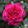 Pretty Lady Rose™ -Heirloom Roses Pretty Lady Rose 13 1f8c03ed 7add 4662 9256 7378b54d165a