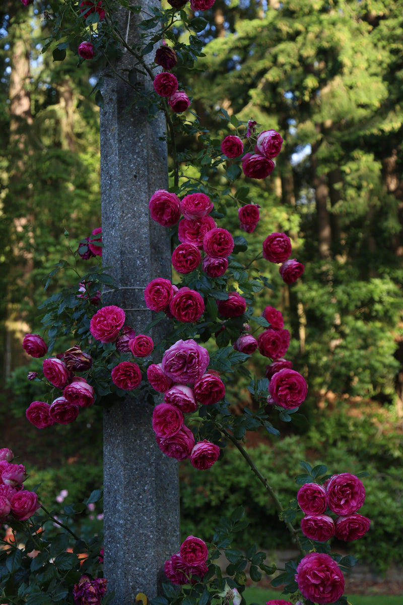 Heirloom Roses -Heirloom Roses Pretty In Pink Eden 3