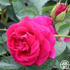 Princess Elise™ -Heirloom Roses Princess Elise 11