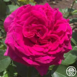 Princess Elise™ -Heirloom Roses Princess Elise 12