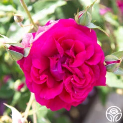 Princess Elise™ -Heirloom Roses Princess Elise