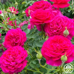 Princess Elise™ -Heirloom Roses Princess Elise 03