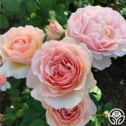 Princesse Charlene De Monaco® 15 Princesse Charlene De Monaco® -Heirloom Roses Princesse Charlene de Monaco 11