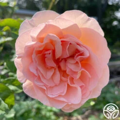 Princesse Charlene De Monaco® 23 Princesse Charlene De Monaco® -Heirloom Roses Princesse Charlene de Monaco 12