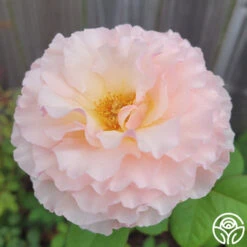 Princesse Charlene De Monaco® 21 Princesse Charlene De Monaco® -Heirloom Roses Princesse Charlene de Monaco 4