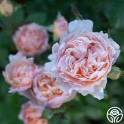 Princesse Charlene De Monaco® 20 Princesse Charlene De Monaco® -Heirloom Roses Princesse Charlene de Monaco 5