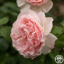 Princesse Charlene De Monaco® 18 Princesse Charlene De Monaco® -Heirloom Roses Princesse Charlene de Monaco 7