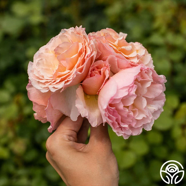 Princesse Charlene De Monaco® 7 Princesse Charlene De Monaco® - Image 5