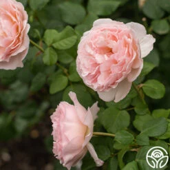 Princesse Charlene De Monaco® 22 Princesse Charlene De Monaco® -Heirloom Roses Princesse Charlene de Monaco 9