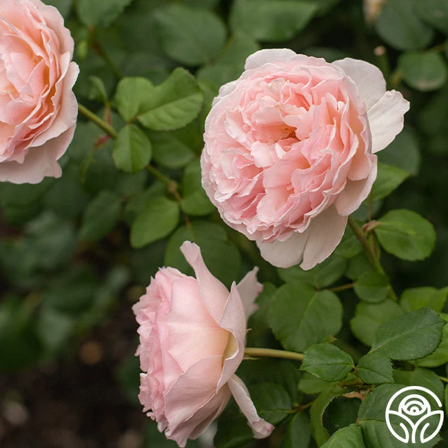 Princesse Charlene De Monaco® 12 Princesse Charlene De Monaco® - Image 10