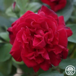 Proud Land® -Heirloom Roses Proud Land 11