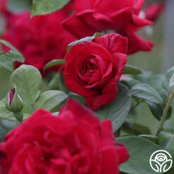 Proud Land® -Heirloom Roses Proud Land 12