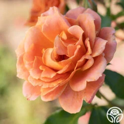 Pumpkin Patch™ -Heirloom Roses Pumpkin Patch 11