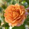 Pumpkin Patch™ -Heirloom Roses Pumpkin Patch 12