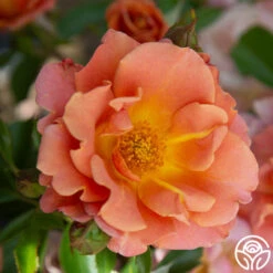 Pumpkin Patch™ -Heirloom Roses PumpkinPatch 21