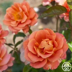 Pumpkin Patch™ -Heirloom Roses PumpkinPatch 23
