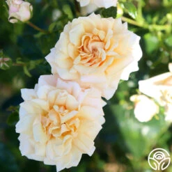 Pure Gold™ -Heirloom Roses Pure Gold 11