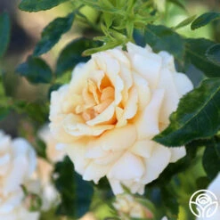 Pure Gold™ -Heirloom Roses Pure Gold 13