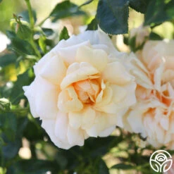 Pure Gold™ -Heirloom Roses Pure Gold 18