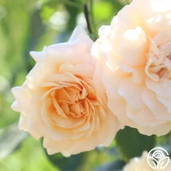 Pure Gold™ -Heirloom Roses Pure Gold 19