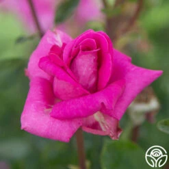 Purple Beauty 15 Purple Beauty -Heirloom Roses Purple Beauty 11